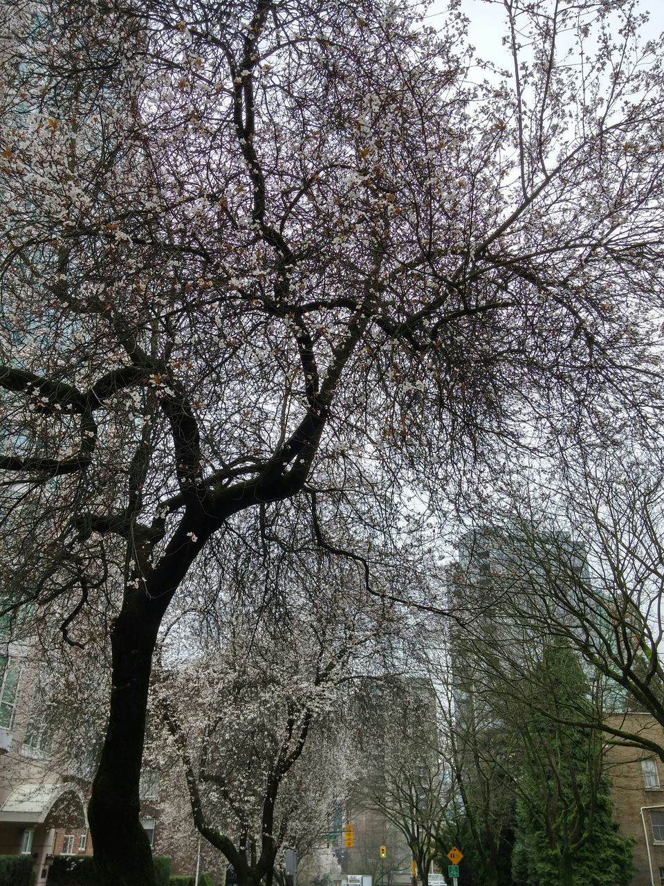 tree, branch, low angle view, growth, nature, tree trunk, sky, bare tree, built structure, tranquility, day, beauty in nature, water, outdoors, architecture, building exterior, no people, park - man made space, scenics, sunlight