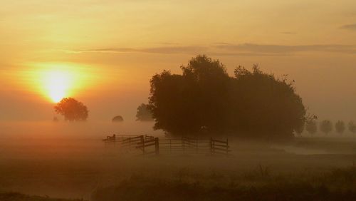 Silhouette trees against sky during sunset