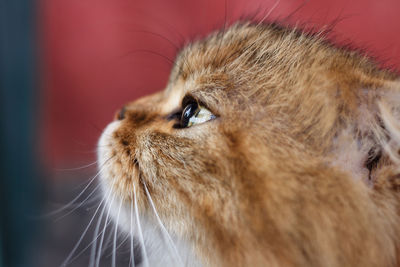 Close-up of cat looking away