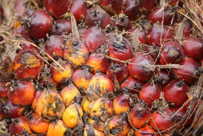 Full frame shot of palm oil seeds