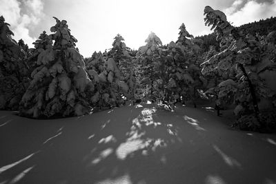 Panoramic view of trees and road against sky