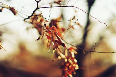 Close-up of autumn leaves on branch