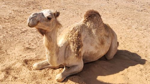 A smiling camel 