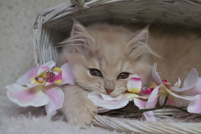 Close-up of kitten in basket