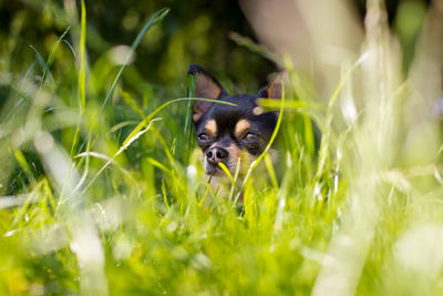 Dog on grass