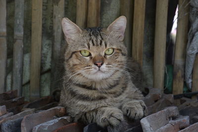 Portrait of cat sitting outdoors
