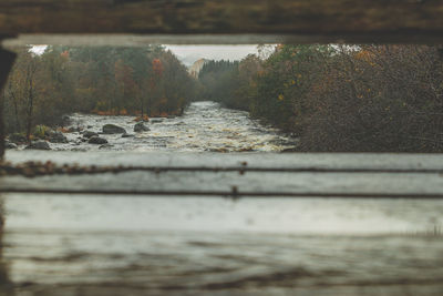 Surface level of river flowing in forest