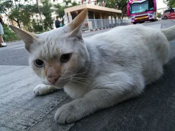 Close-up portrait of cat