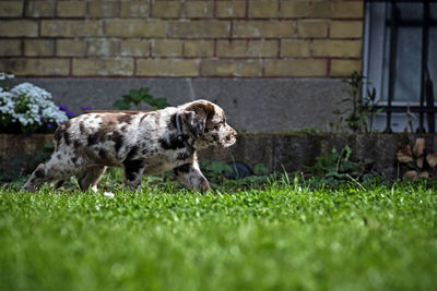 View of a dog on field