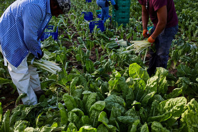 High angle of ethnic male farmers collecting fresh lettuce on field in countryside in harvest season