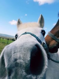 Close-up of horse against sky