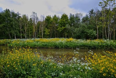 Scenic view of lake by trees against sky