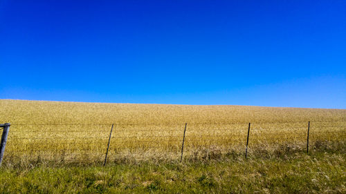 Scenic view of field against clear blue sky