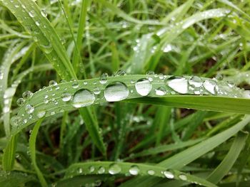 Close-up of wet grass