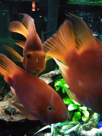 Close-up of fish in sea