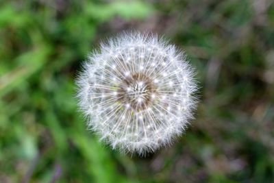 Close-up of dandelion flower