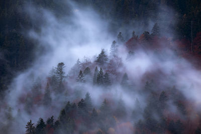 High angle view of trees in forest