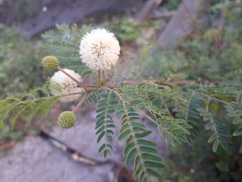 Close-up of flowering plant on field