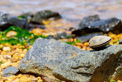 Close-up of shell on rock