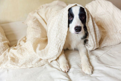 Portrait of dog relaxing on bed at home