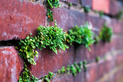 Close-up of moss growing on wall