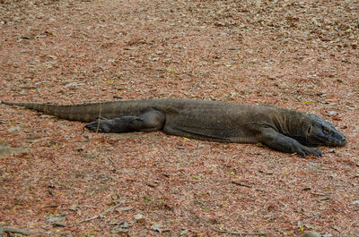 Lizard sleeping on a field