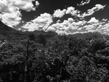 Low angle view of trees against sky
