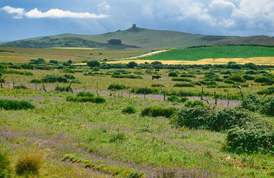 Wide open land