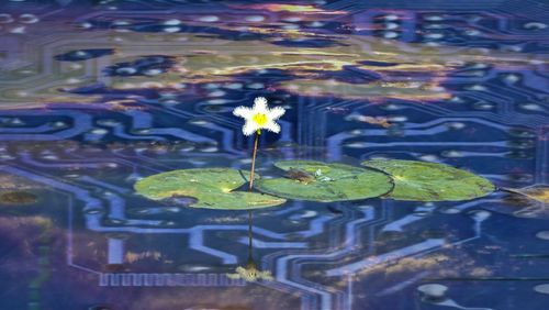 Close-up of yellow flowers blooming in pond