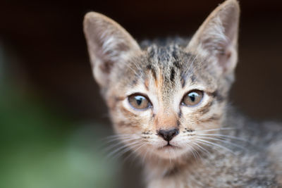 Close-up portrait of cat against black background