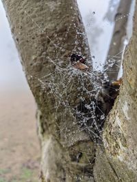 Close-up of spider web on tree trunk