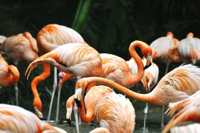 Close-up of birds in water