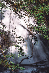 nature