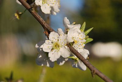 Close-up of insect on cherry blossom