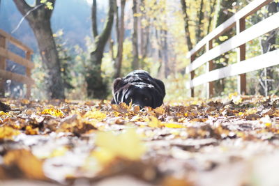 View of a turtle in the forest