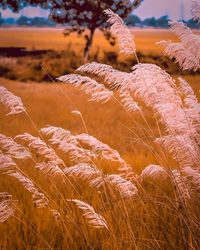 Close-up of crop growing on field