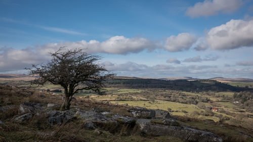 Trees on field against sky