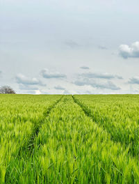 Scenic view of agricultural field against sky