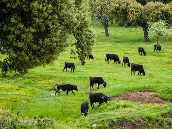 Horses grazing in a field