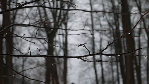 Bird perching on bare tree against sky