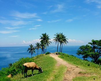 Cow by sea against sky