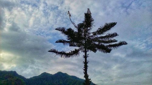 Low angle view of tree against sky