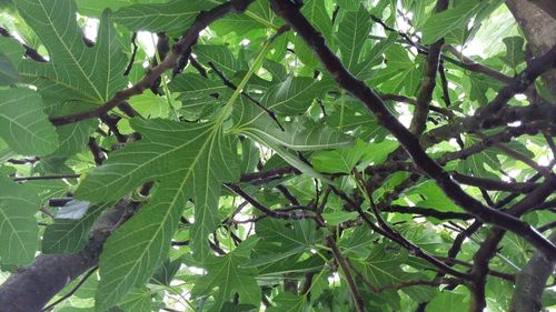 Low angle view of tree