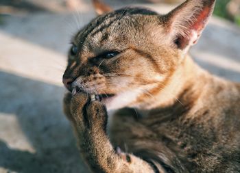 Close-up of a cat looking away