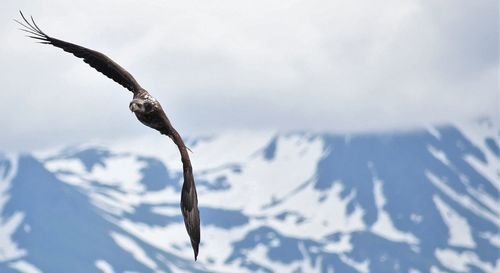 Low angle view of young bald eagle flying against alaska sky