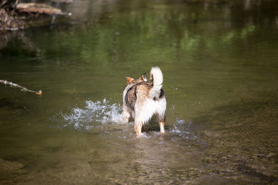 Dog on wet lake