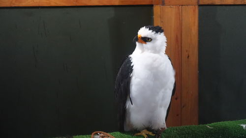 Close-up of bird perching outdoors