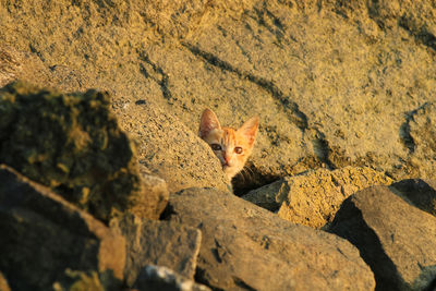 A curious little cat