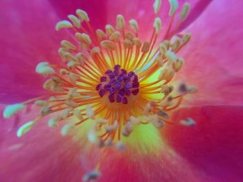 Close-up of pink flower