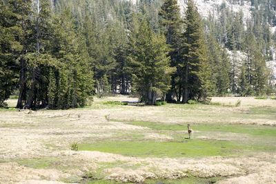 Trees in forest